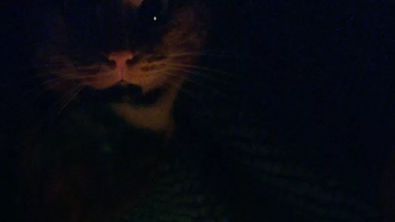 What does a real witch do at Mabon?