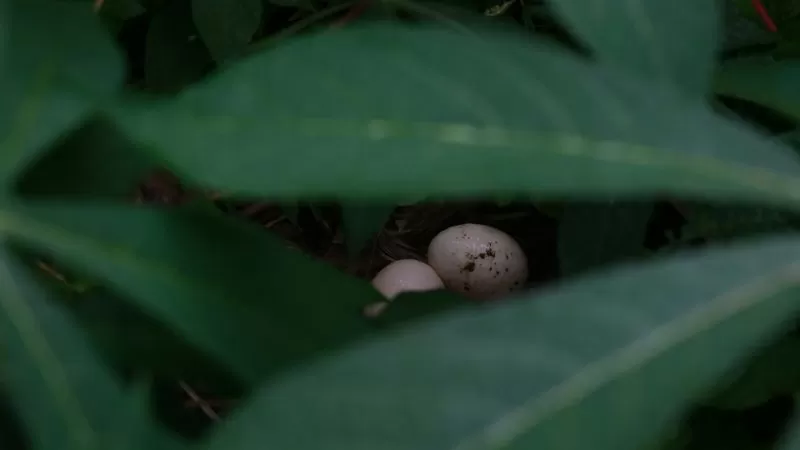 Inside the egg: a near-Ostara meditation