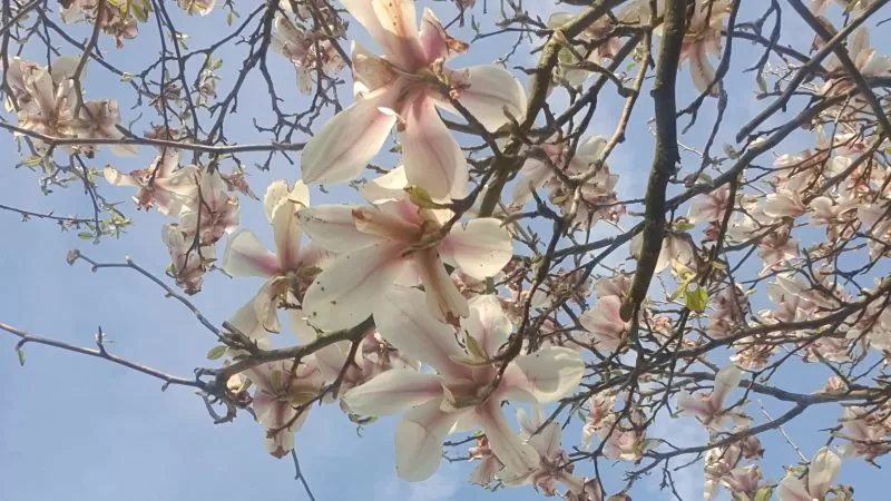 10 signs you’re craving a slower, more magickal life