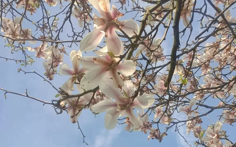 10 signs you’re craving a slower, more magickal life