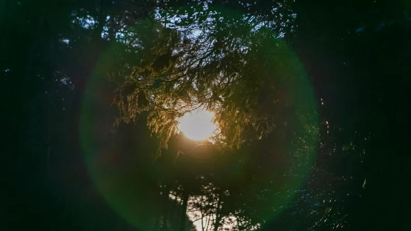 5 spring intentions I’m setting as a green witch