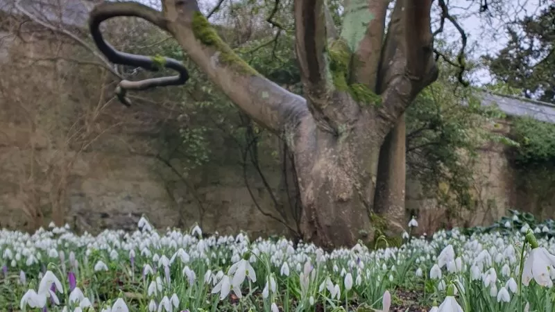 7 weeks of analogue living: a confession