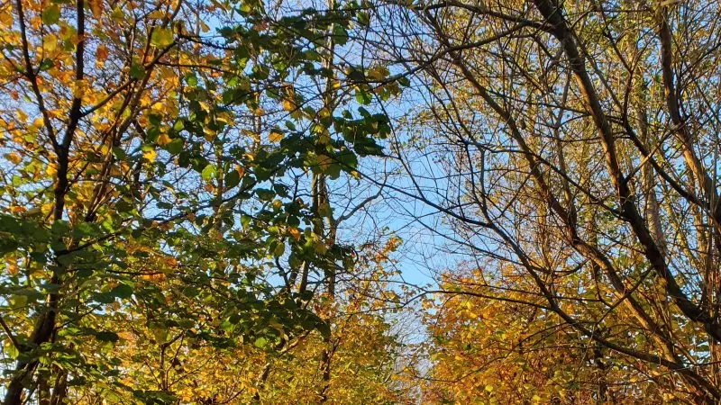 November: On shedding your final skin