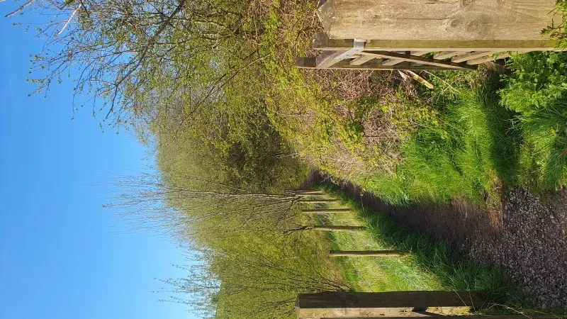 Sending you springtime joy from a "witch's patch"