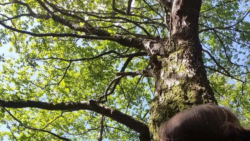 How a green witch reads the land