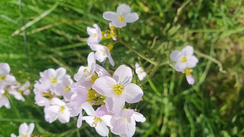 How to stay magickal after Beltane
