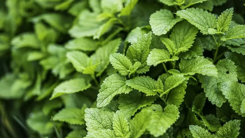Lemon balm: the ultimate heatwave pick-me-up