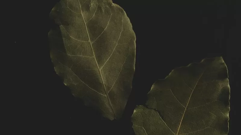 A green witch's guide to the (very handy) bay leaf