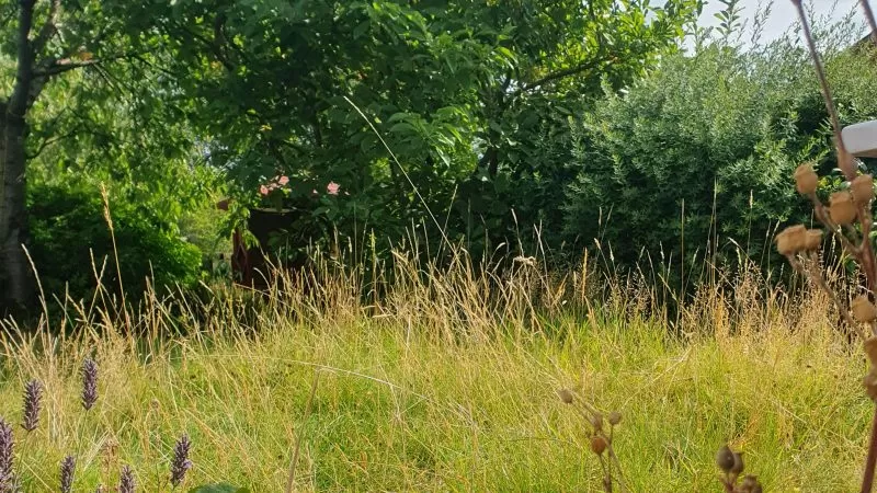 The loss of summer 2026: a green witch laments the heat