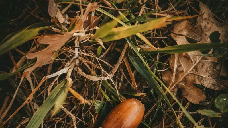 Mabon
